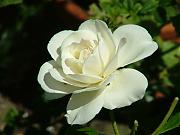 White Rose's Avatar